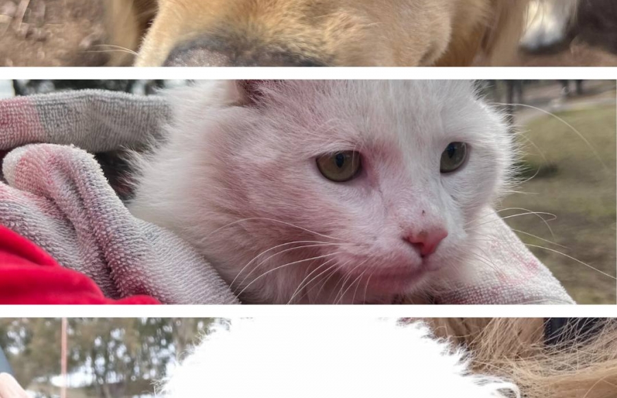 VACUNACIÓN ANTIRRÁBICA GRATUITA PARA MASCOTAS EN DEÁN FUNES