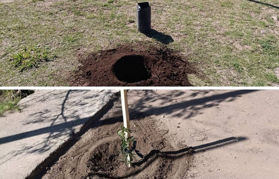REFORESTACIÓN EN PLAZA EUGENIO MARTOS