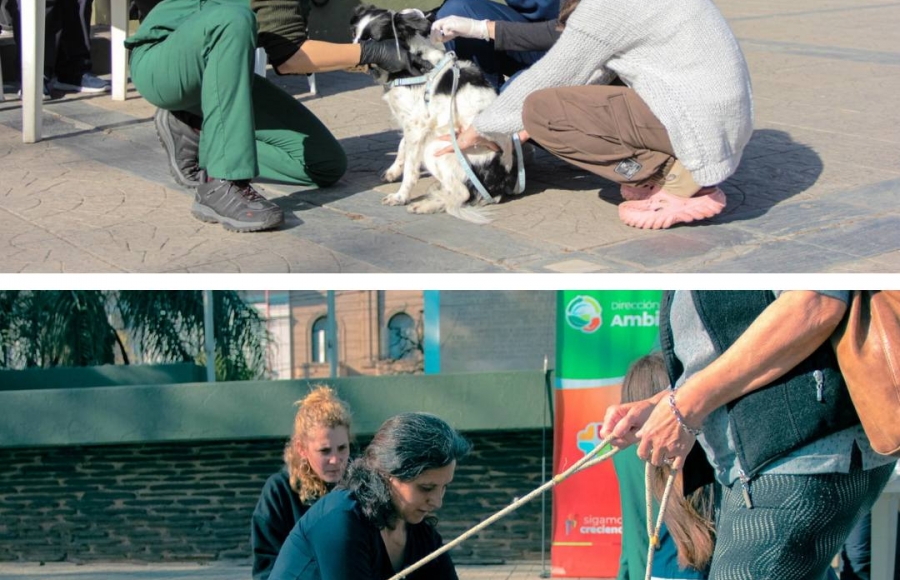 JORNADA DE VACUNACIÓN ANTIRRÁBICA EN PLAZA SARMIENTO