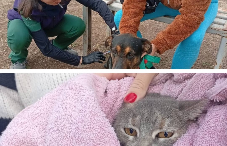 CAMPAÑA DE VACUNACIÓN ANTIRRÁBICA: PROTEGIENDO LA SALUD DE NUESTRAS MASCOTAS