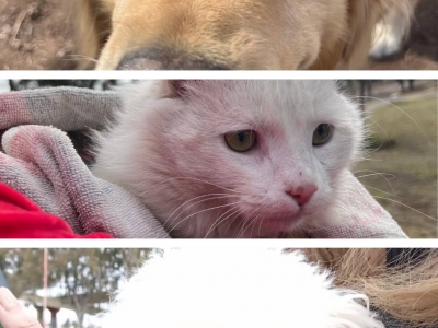 VACUNACIÓN ANTIRRÁBICA GRATUITA PARA MASCOTAS EN DEÁN FUNES