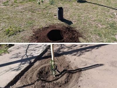 REFORESTACIÓN EN PLAZA EUGENIO MARTOS