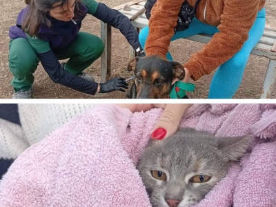 CAMPAÑA DE VACUNACIÓN ANTIRRÁBICA: PROTEGIENDO LA SALUD DE NUESTRAS MASCOTAS